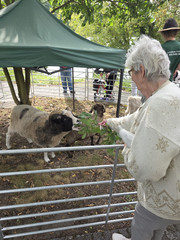 Bewohnerin füttert Schafbock