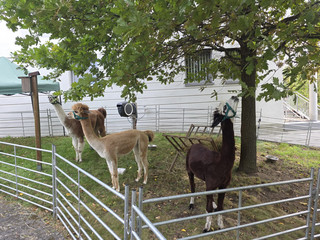 Alpakas zu Besuch
