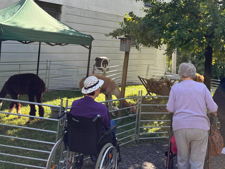 Seniorinnen und Senioren blicken auf das Gehege mit mehreren Tieren beim Besuch der "Rollenden Arche“ mit ihrem mobilen Streichelzoo bei der Senioreneinrichtung Immanuel Haus am Kalksee in Rüdersdorf