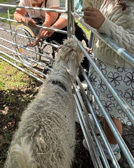 Jüngere und ältere Personen stehen am Gehegezaun und streicheln ein Schaf beim Besuch der "Rollenden Arche“ mit ihrem mobilen Streichelzoo bei der Senioreneinrichtung Immanuel Haus am Kalksee in Rüdersdorf